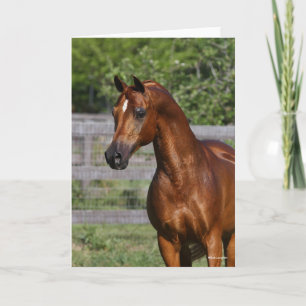 Bob Langrish   Stehender Kopfschuss aus arabischem Karte