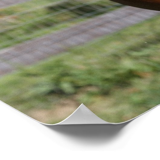 Bob Langrish | Stehender Kopfschuss aus arabischem Poster (Ecke)