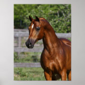 Bob Langrish | Stehender Kopfschuss aus arabischem Poster (Vorne)