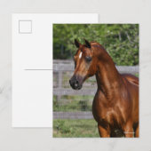 Bob Langrish | Stehender Kopfschuss aus arabischem Postkarte (Vorne/Hinten)