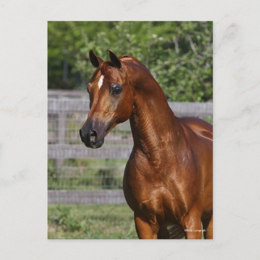 Bob Langrish | Stehender Kopfschuss aus arabischem Postkarte (Vorderseite)