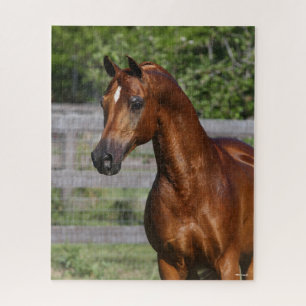 Bob Langrish   Stehender Kopfschuss aus arabischem Puzzle