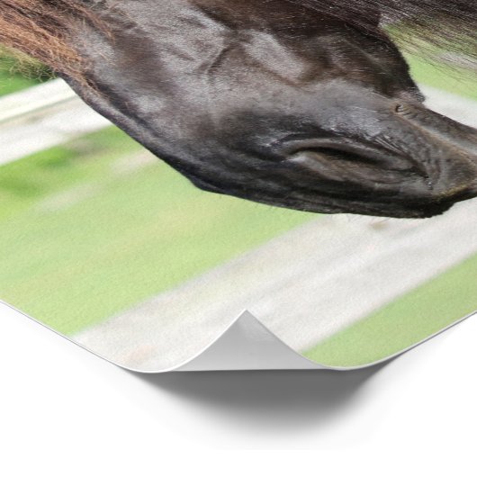 Bob Langrish | Stehender Kopfschuss von Friesian H Poster (Ecke)