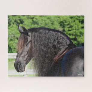 Bob Langrish   Stehender Kopfschuss von Friesian H Puzzle