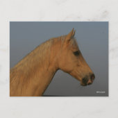 Bob Langrish | Tennessee Walker Mistball Headshot Postkarte (Vorderseite)