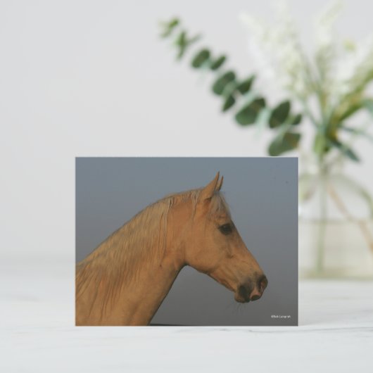Bob Langrish | Tennessee Walker Mistball Headshot Postkarte (Stehend Vorderseite)