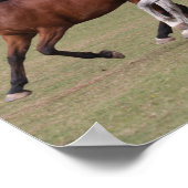 Bob Langrish | Three Arab Horses Running Together Poster (Ecke)