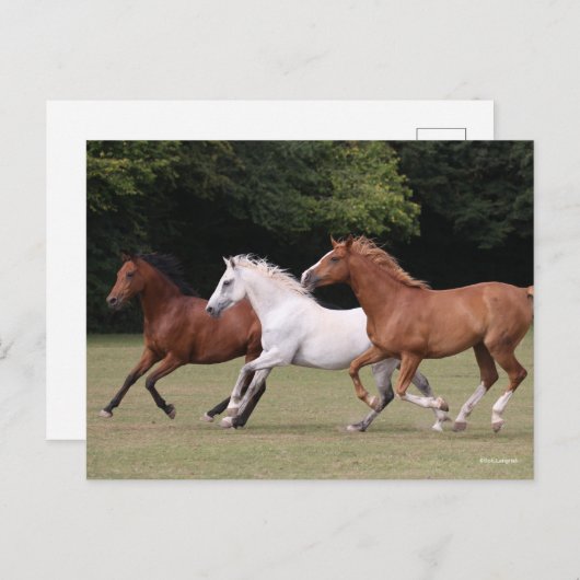 Bob Langrish | Three Arab Horses Running Together Postkarte (Vorne/Hinten)
