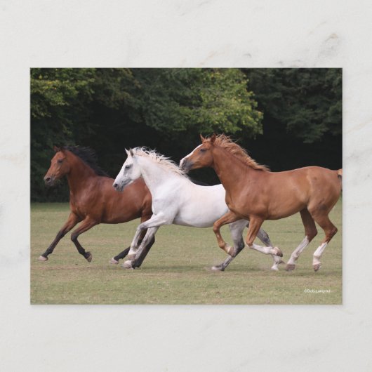 Bob Langrish | Three Arab Horses Running Together Postkarte (Vorderseite)
