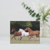 Bob Langrish | Three Arab Horses Running Together Postkarte (Stehend Vorderseite)