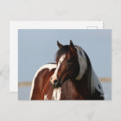 Bob Langrish Tobiano Paint Horse Stallion Headshot Postkarte (Vorne/Hinten)