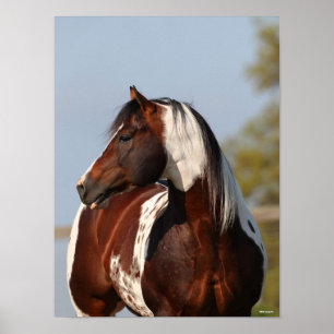 Bob Langrish Tobiano Paint Horse Stallion Kopfschu Poster
