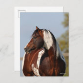 Bob Langrish Tobiano Paint Horse Stallion Kopfschu Postkarte (Vorne/Hinten)