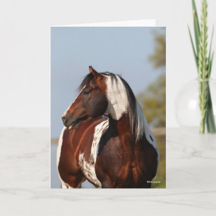 Bob Langrish   Tobiano Paint Stallion Headshot Karte