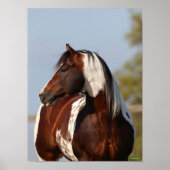 Bob Langrish | Tobiano Paint Stallion Headshot Poster (Vorne)