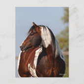 Bob Langrish | Tobiano Paint Stallion Headshot Postkarte (Vorderseite)
