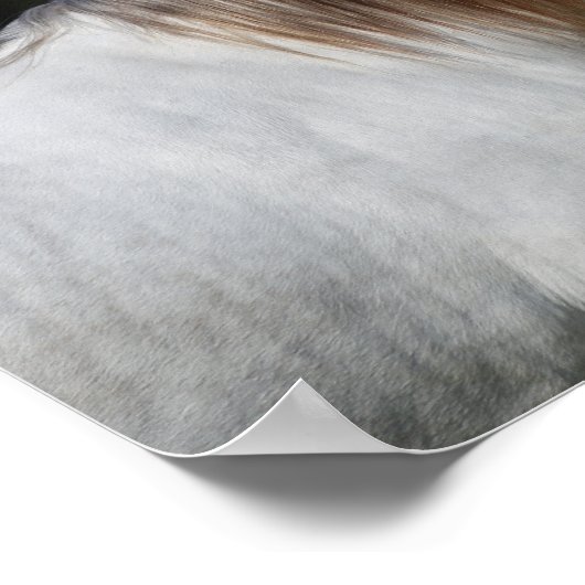 Bob Langrish | Two Andalucians Standing Together Poster (Ecke)