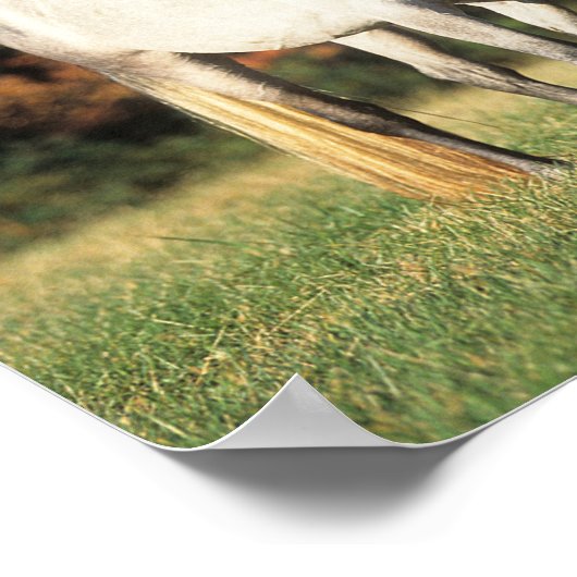 Bob Langrish Two Arabs Stehend in Field Poster (Ecke)