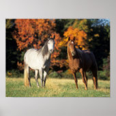 Bob Langrish Two Arabs Stehend in Field Poster (Vorne)