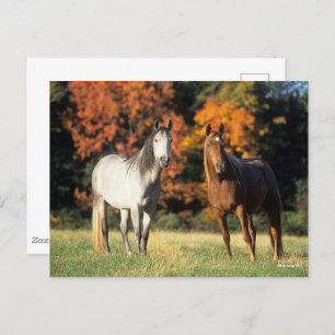 Bob Langrish Two Arabs Stehend in Field Postkarte