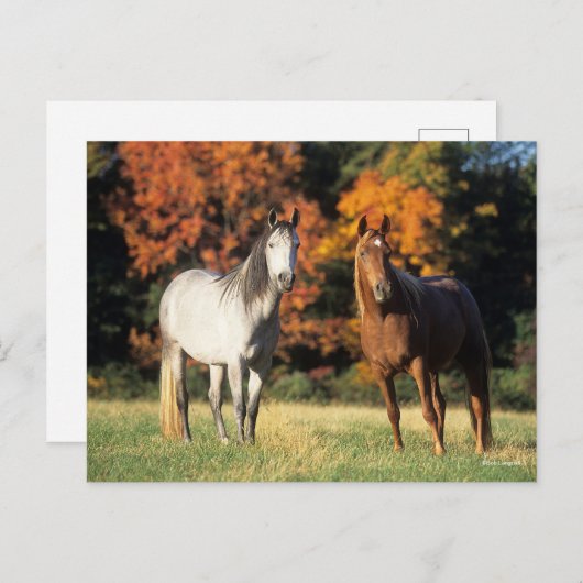 Bob Langrish Two Arabs Stehend in Field Postkarte (Vorne/Hinten)