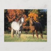 Bob Langrish Two Arabs Stehend in Field Postkarte (Vorderseite)