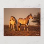Bob Langrish | Two Grey Arabs Standing at Sunset Postkarte (Vorderseite)