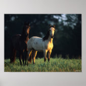 Bob Langrish | Two Kiger Mustangs Standing Poster (Vorne)