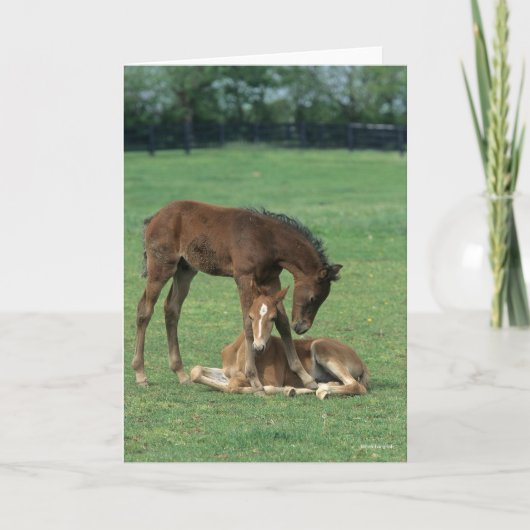 Bob Langrish | Two Morgan Horse Foals Playing Karte (Vorderseite)