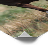 Bob Langrish Two Shetland Ponies laufen zusammen Poster (Ecke)