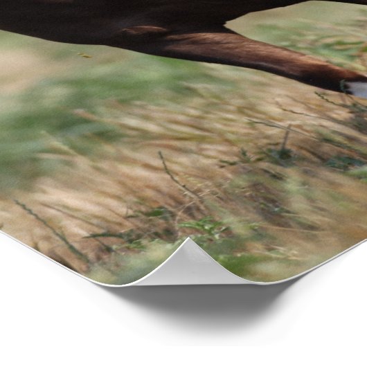 Bob Langrish Two Shetland Ponies laufen zusammen Poster (Ecke)