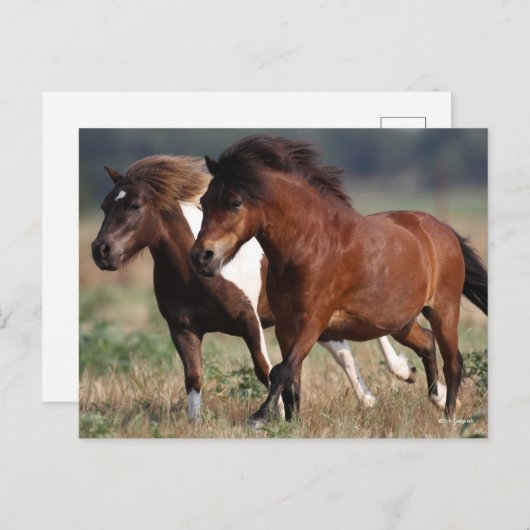 Bob Langrish Two Shetland Ponies laufen zusammen Postkarte (Vorne/Hinten)