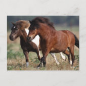 Bob Langrish Two Shetland Ponies laufen zusammen Postkarte (Vorderseite)