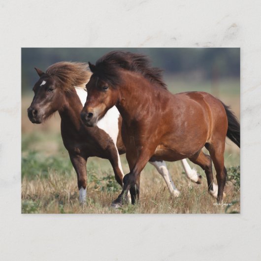 Bob Langrish Two Shetland Ponies laufen zusammen Postkarte (Vorderseite)