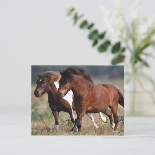 Bob Langrish Two Shetland Ponies laufen zusammen Postkarte (Stehend Vorderseite)