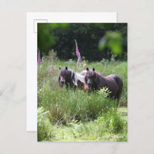 Bob Langrish Two Shetland Ponies Standing Together Postkarte