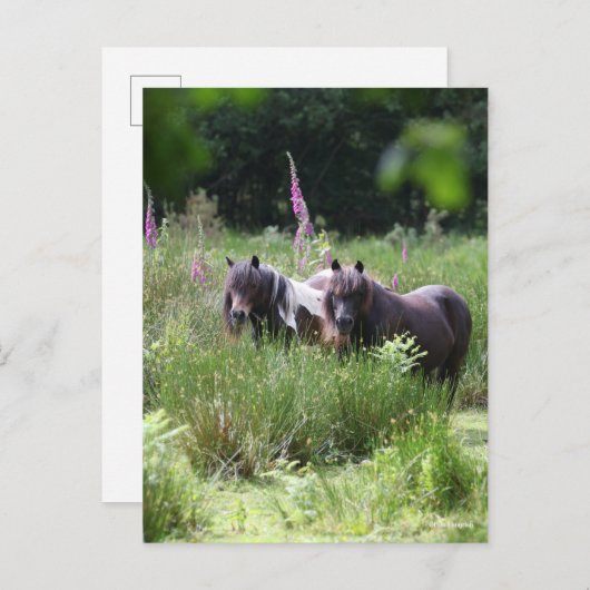 Bob Langrish Two Shetland Ponies Standing Together Postkarte (Vorne/Hinten)