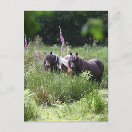 Bob Langrish Two Shetland Ponies Standing Together Postkarte (Vorderseite)