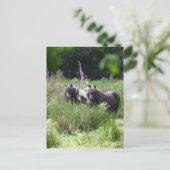 Bob Langrish Two Shetland Ponies Standing Together Postkarte (Stehend Vorderseite)