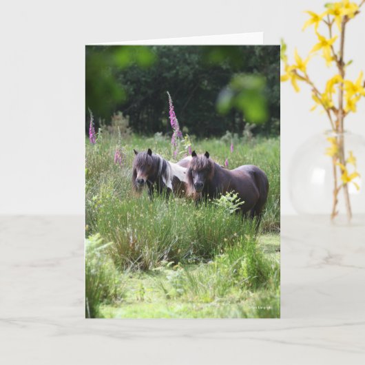 Bob Langrish Two Shetland Ponies Stehend Karte (Gelbe Blume)