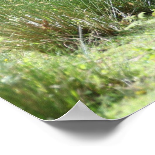 Bob Langrish Two Shetland Ponies Stehend Poster (Ecke)