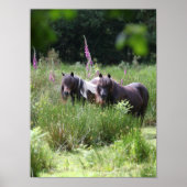 Bob Langrish Two Shetland Ponies Stehend Poster (Vorne)