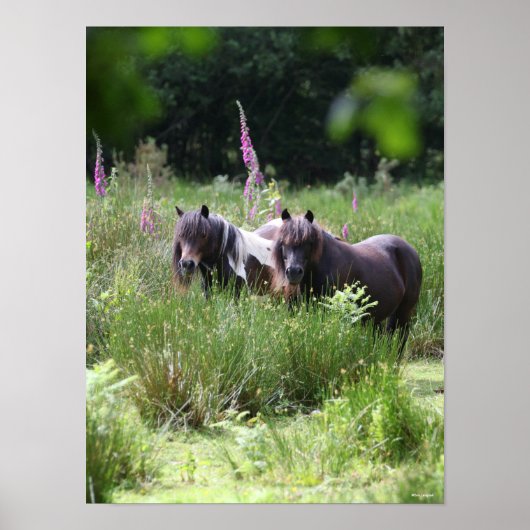 Bob Langrish Two Shetland Ponies Stehend Poster (Vorne)