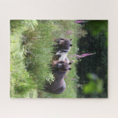 Bob Langrish Two Shetland Ponies Stehend Puzzle (Horizontal)