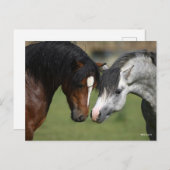 Bob Langrish | Two Welsh Ponies Meeting Postkarte (Vorne/Hinten)