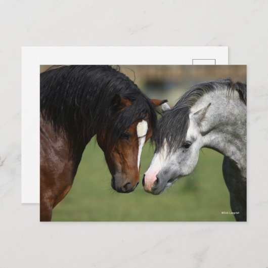Bob Langrish | Two Welsh Ponies Meeting Postkarte (Vorne/Hinten)