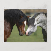 Bob Langrish | Two Welsh Ponies Meeting Postkarte (Vorderseite)