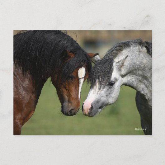 Bob Langrish | Two Welsh Ponies Meeting Postkarte (Vorderseite)