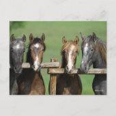 Bob Langrish | Vier andalusische Youngstock auf Za Postkarte (Vorderseite)