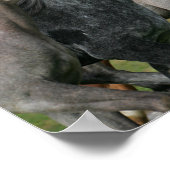 Bob Langrish | Vier arabische Pferde - Headshot Poster (Ecke)